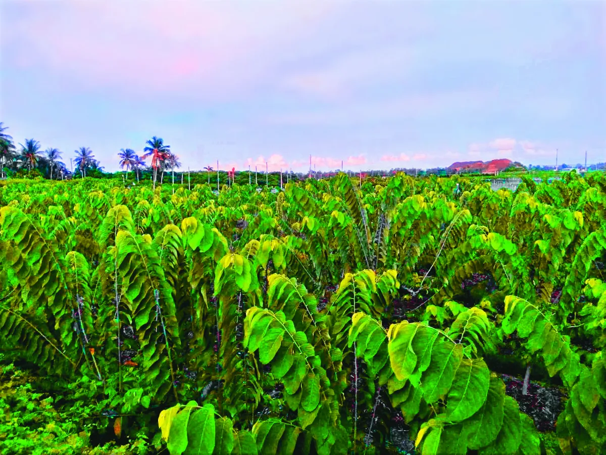王文靜看世界 一個雜果的翻身故事──釋迦世界冠軍之路