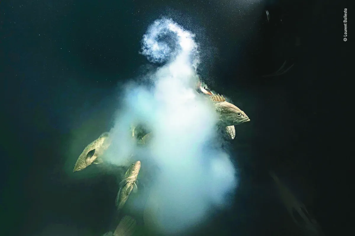 石斑魚繁殖瞬間 奪動物攝影首獎