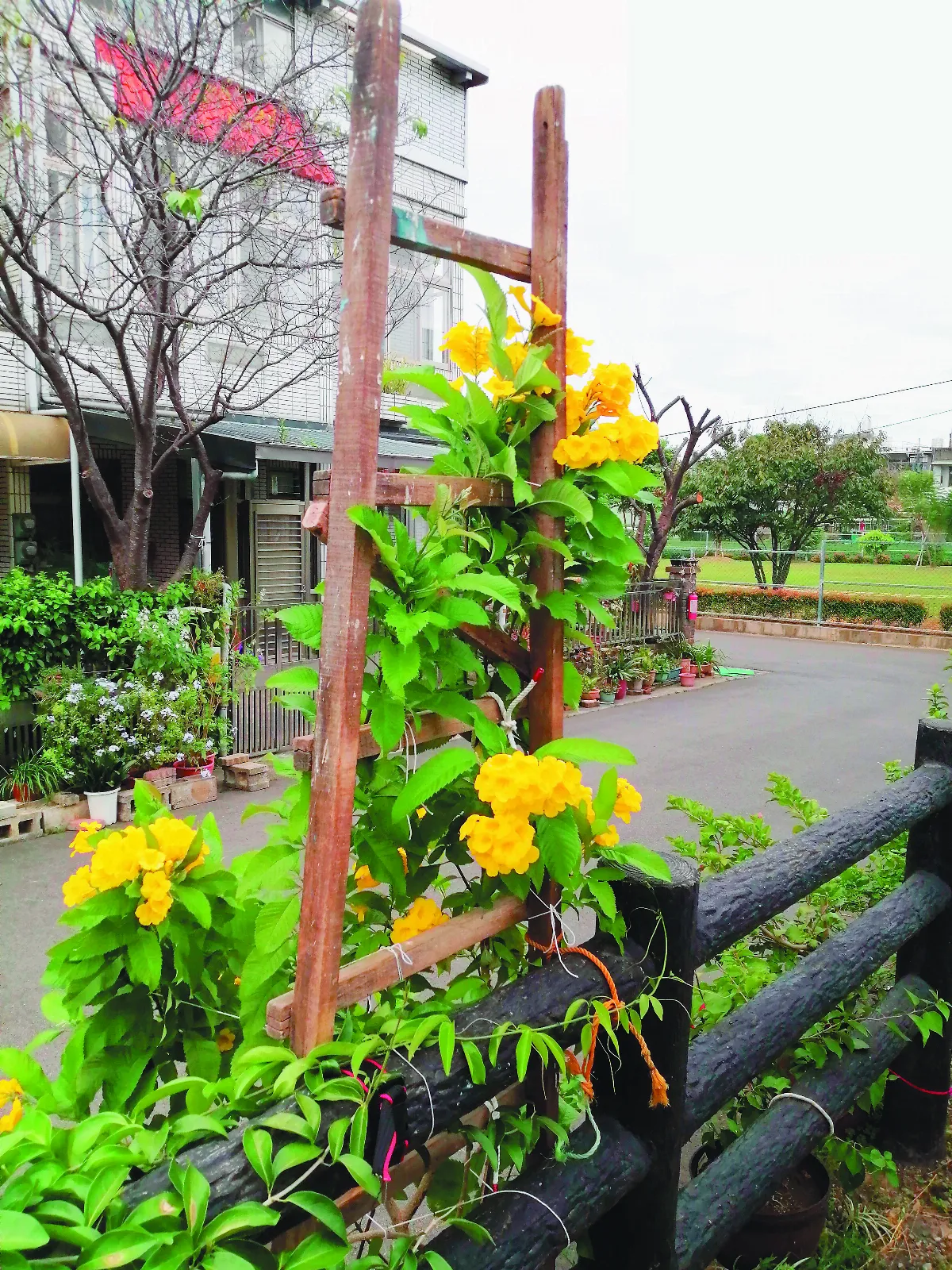 生活快門 爬梯花