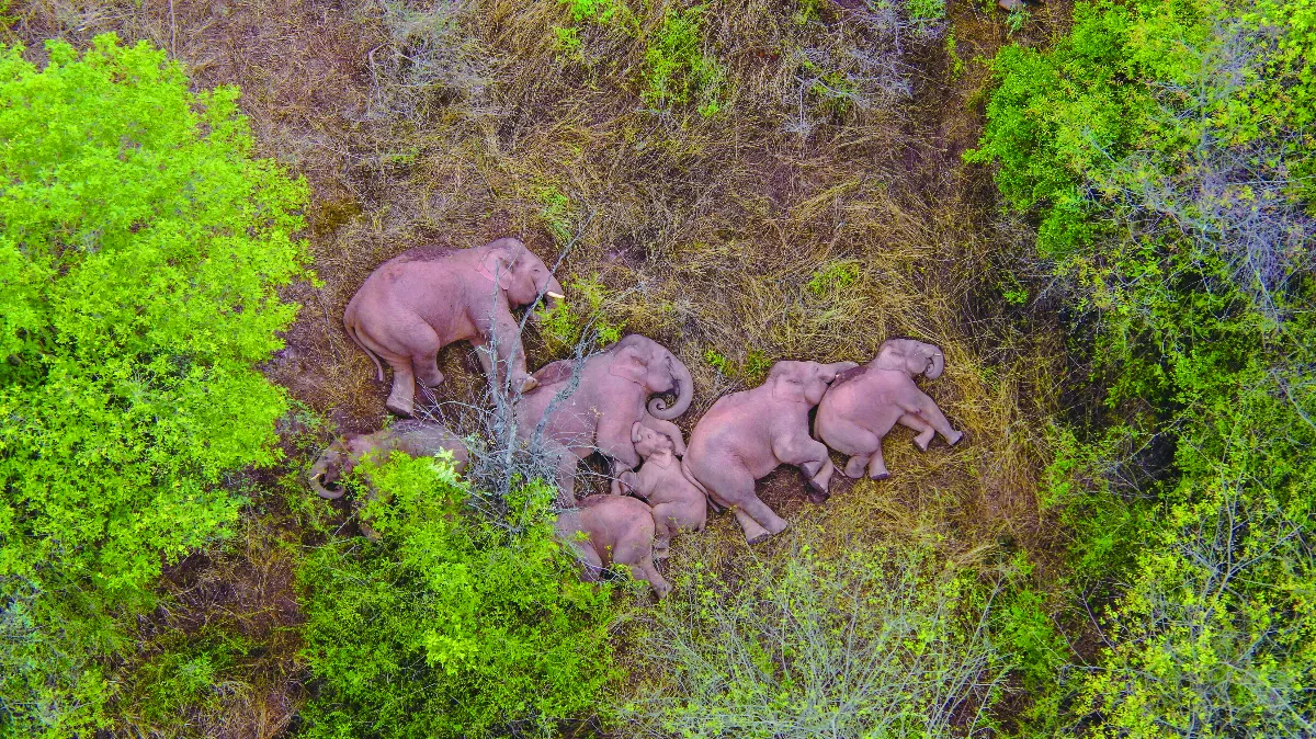 大陸社會觀察 雲南畫卷 一座生物多樣性寶庫