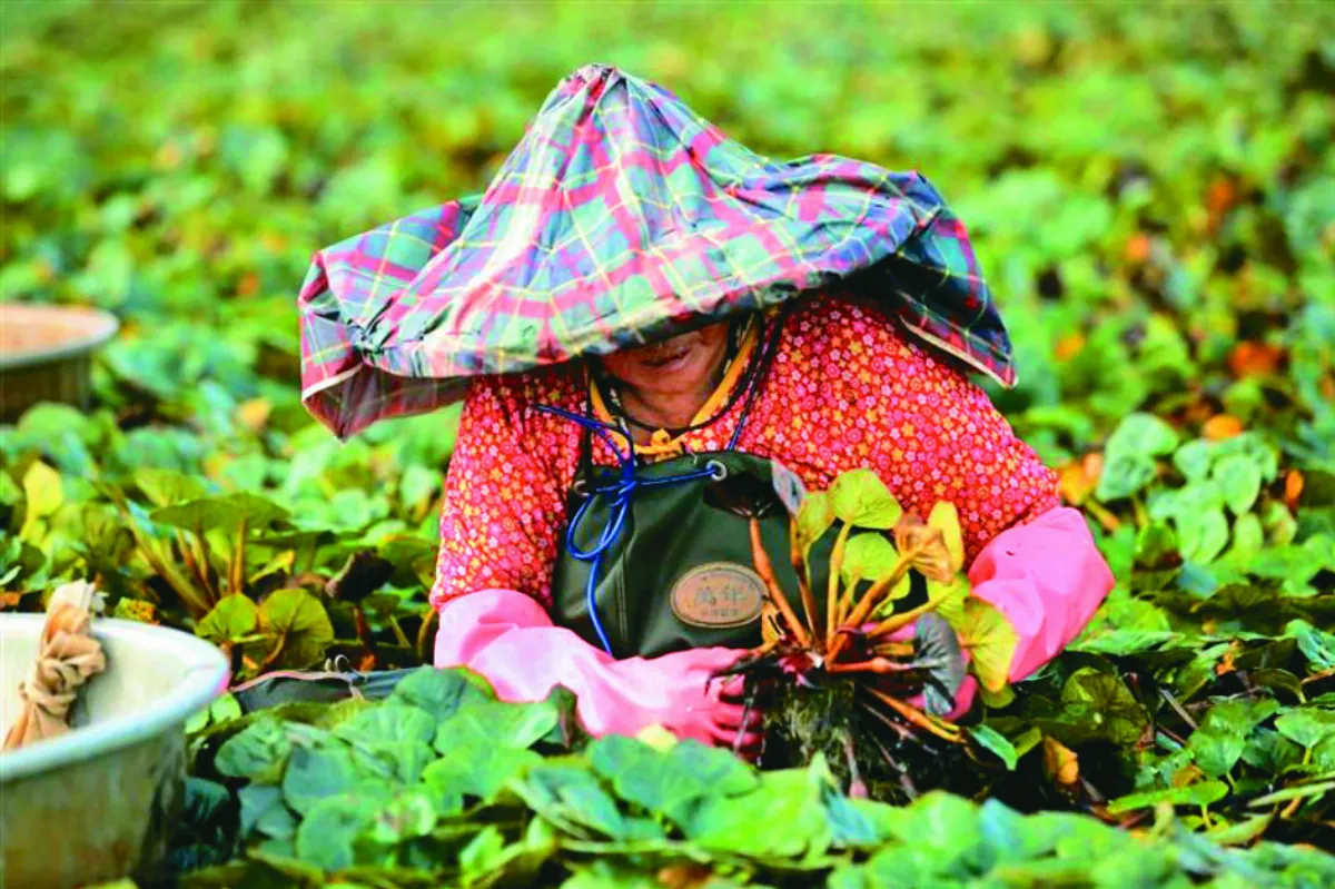 官田菱角節  體驗採菱樂