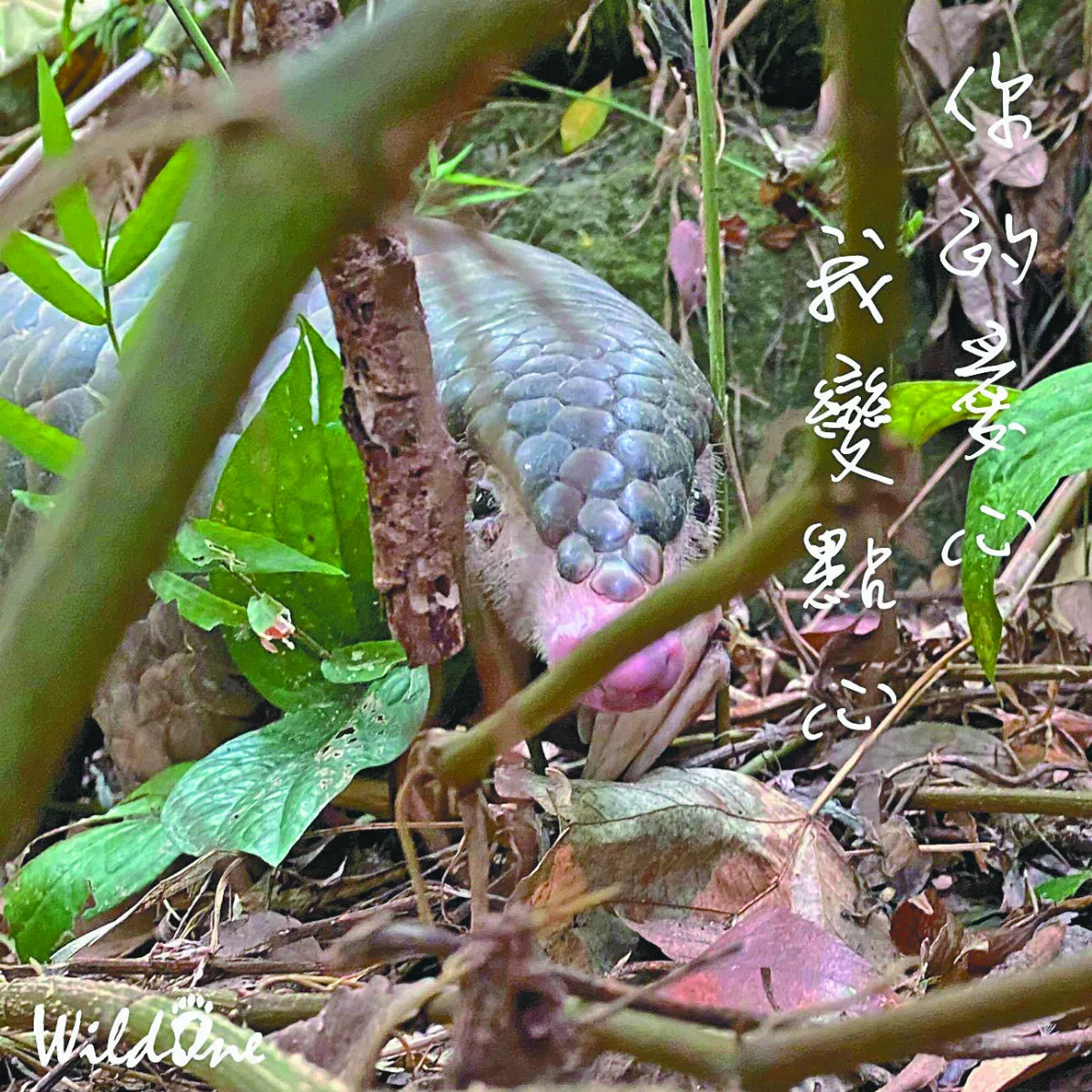 當動物受困時 掉落陷阱死傷無數
