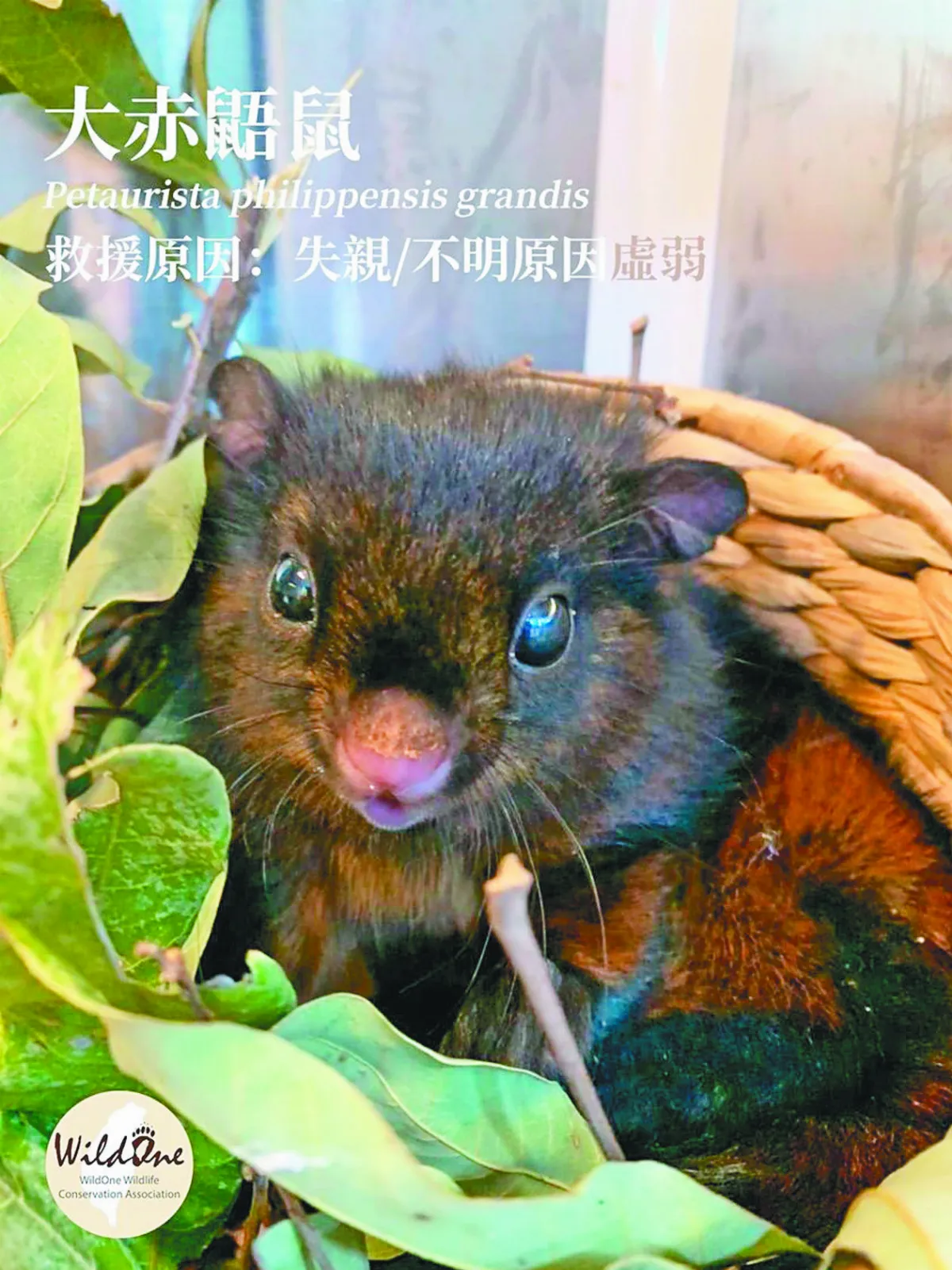 當動物受困時 掉落陷阱死傷無數