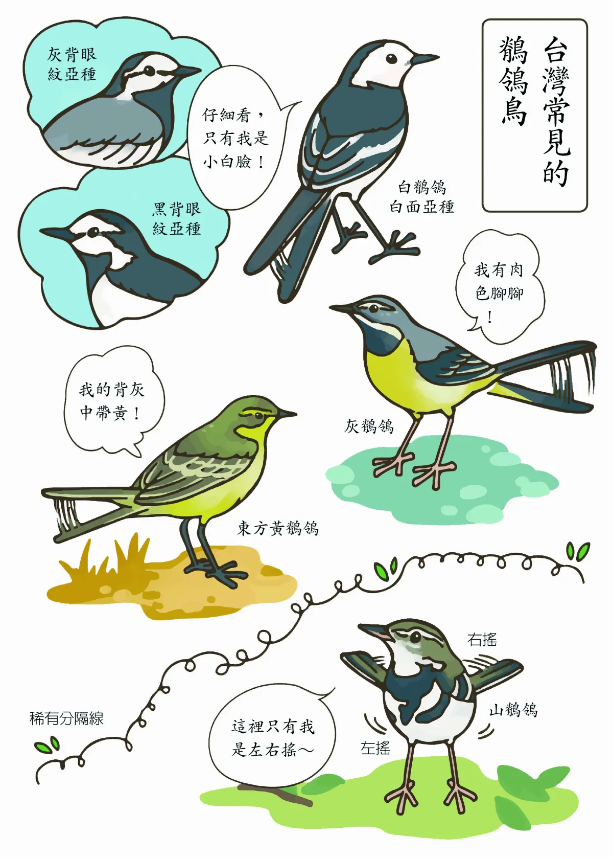 玉子手札 不同尾巴搖法鶺鴒大家族