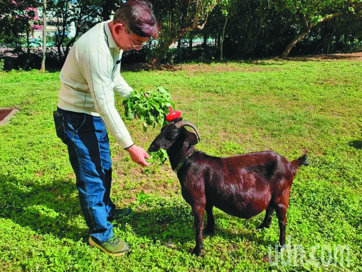 養獨角仙 小學自然課新風潮
