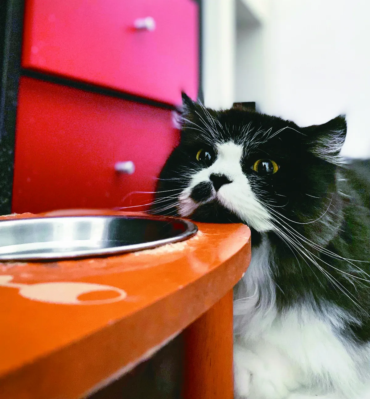 貓眼看人生 一直吃的星期天