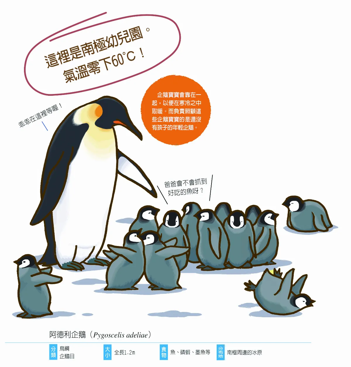 帝王企鵝 幼時要上幼兒園