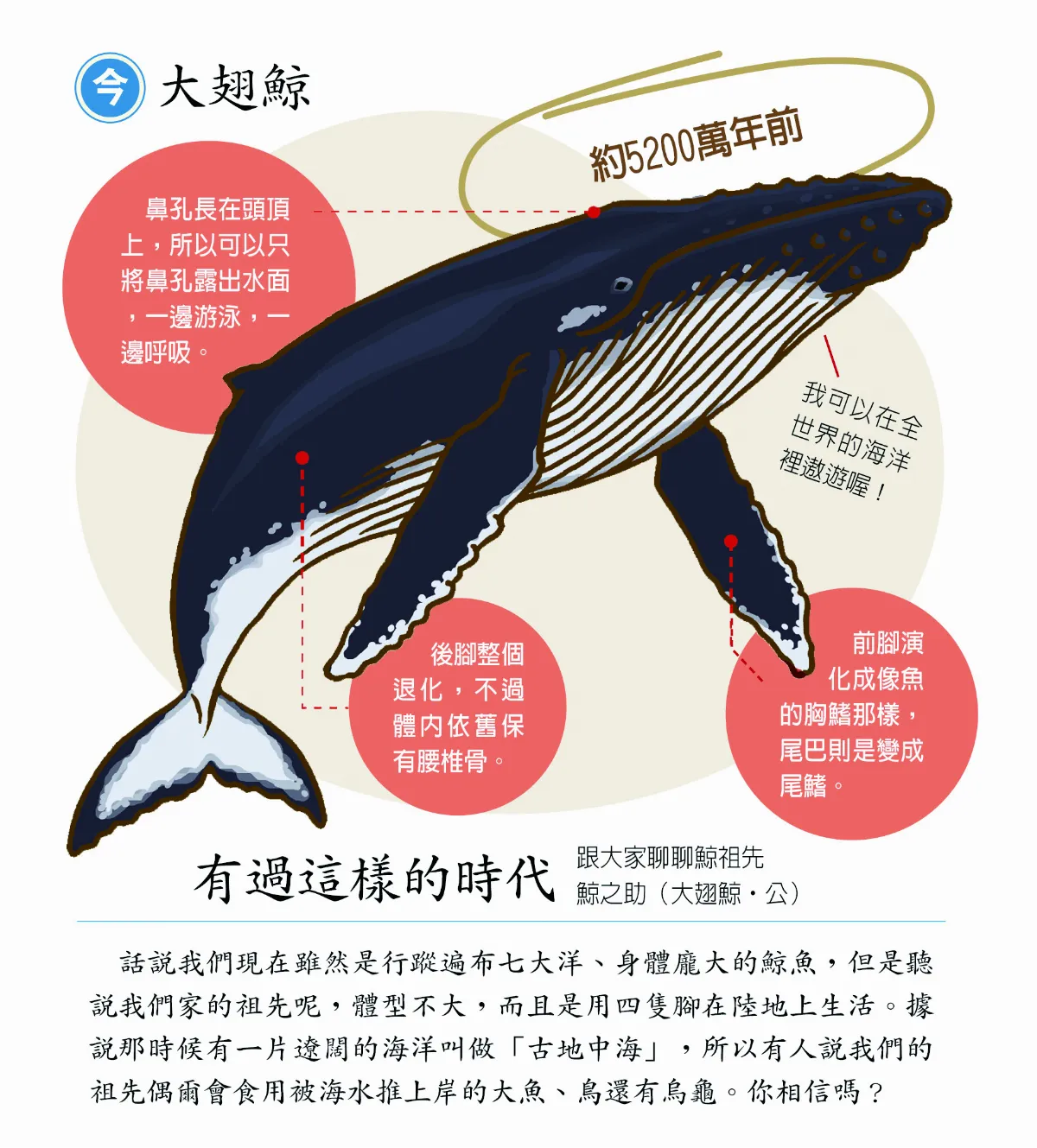 鯨魚曾在陸地上行走