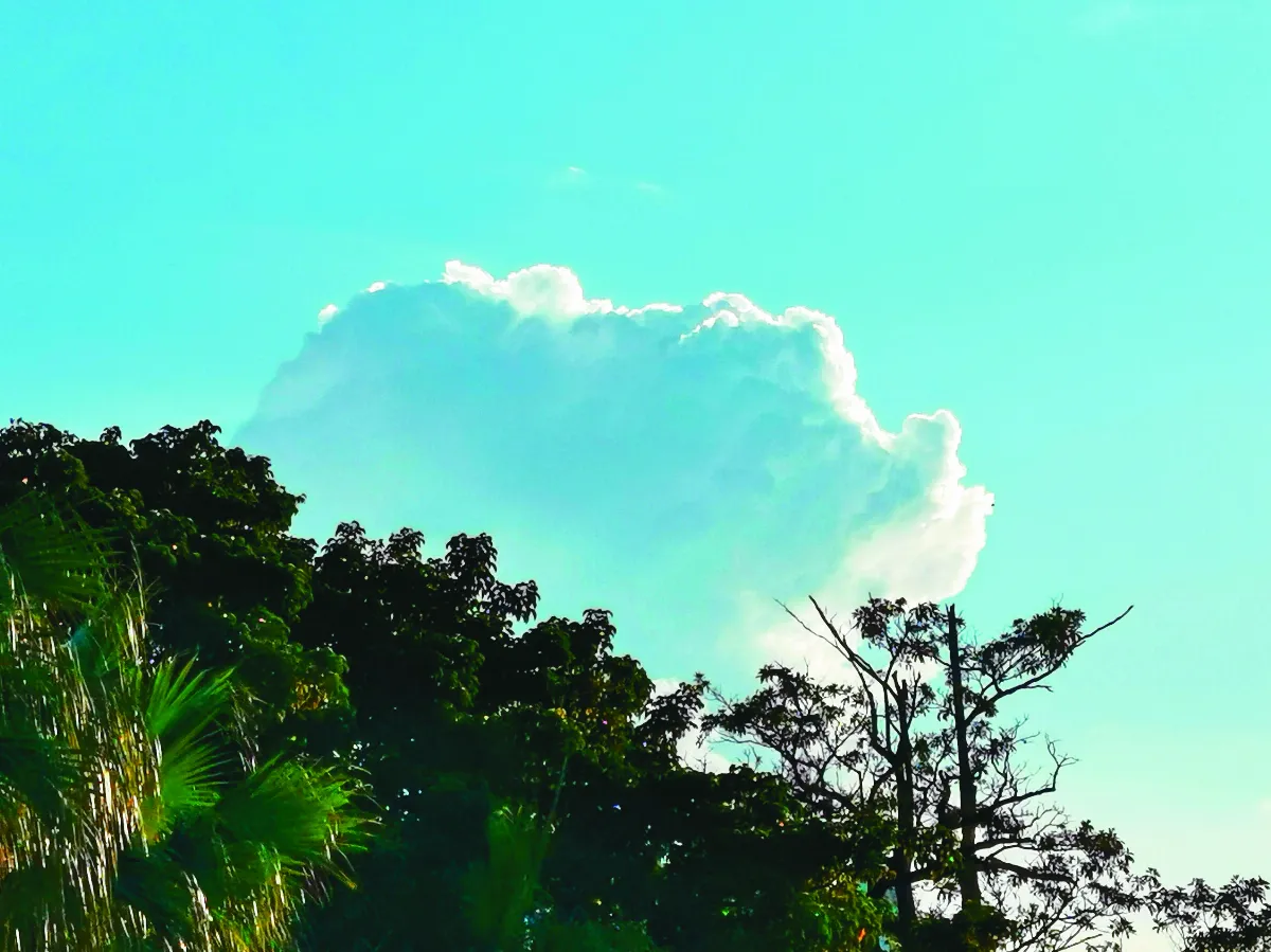 生活快門 山豬奔雲