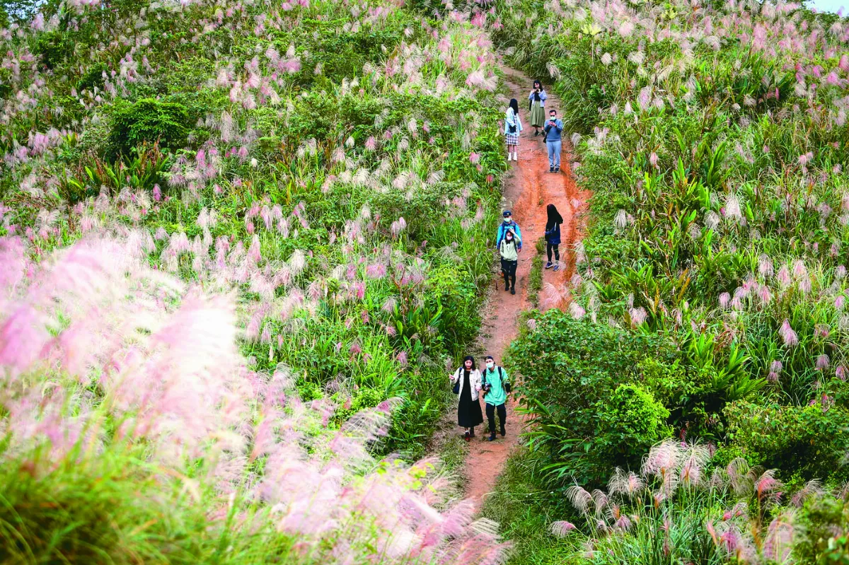 天涼氣爽 芒花滿山頭