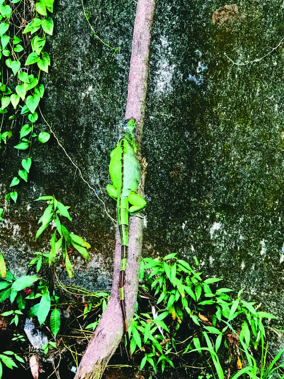 學童畫家鄉 綠野蜥蹤奪人氣王
