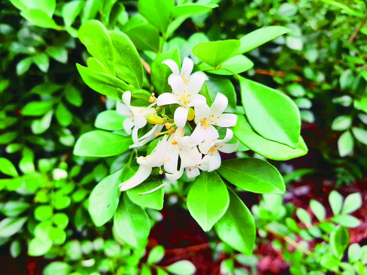 植物教室 濃郁清香傳千里 月橘