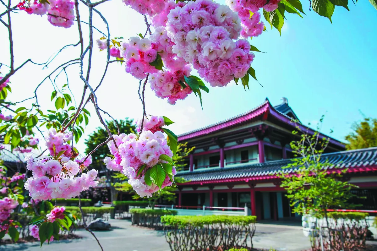 北島佛光山 櫻花盛放傳遞希望