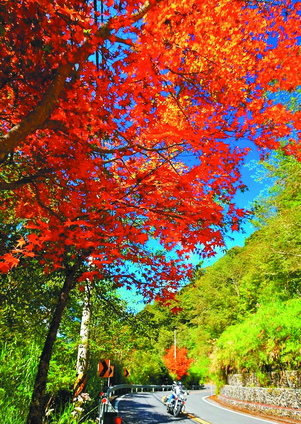 新中橫公路 追楓紅