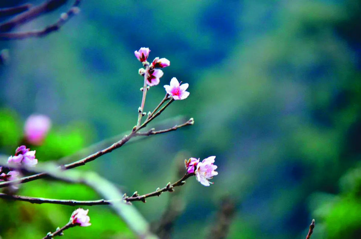 南橫水蜜桃 提早開花了