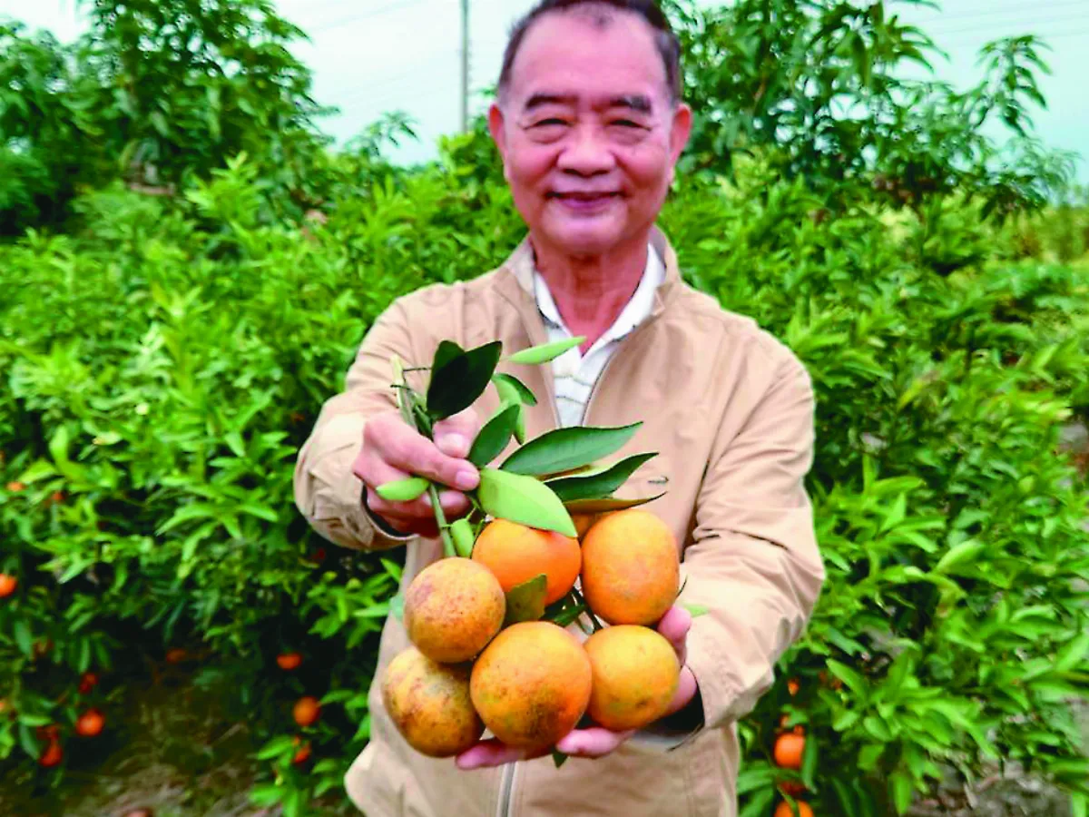 費時15年 種出變種佛利蒙柑