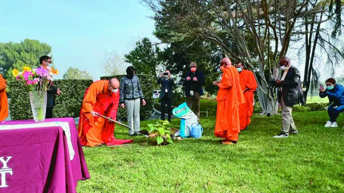 從印度到北美 西來大學獲贈菩提樹 承接佛願力