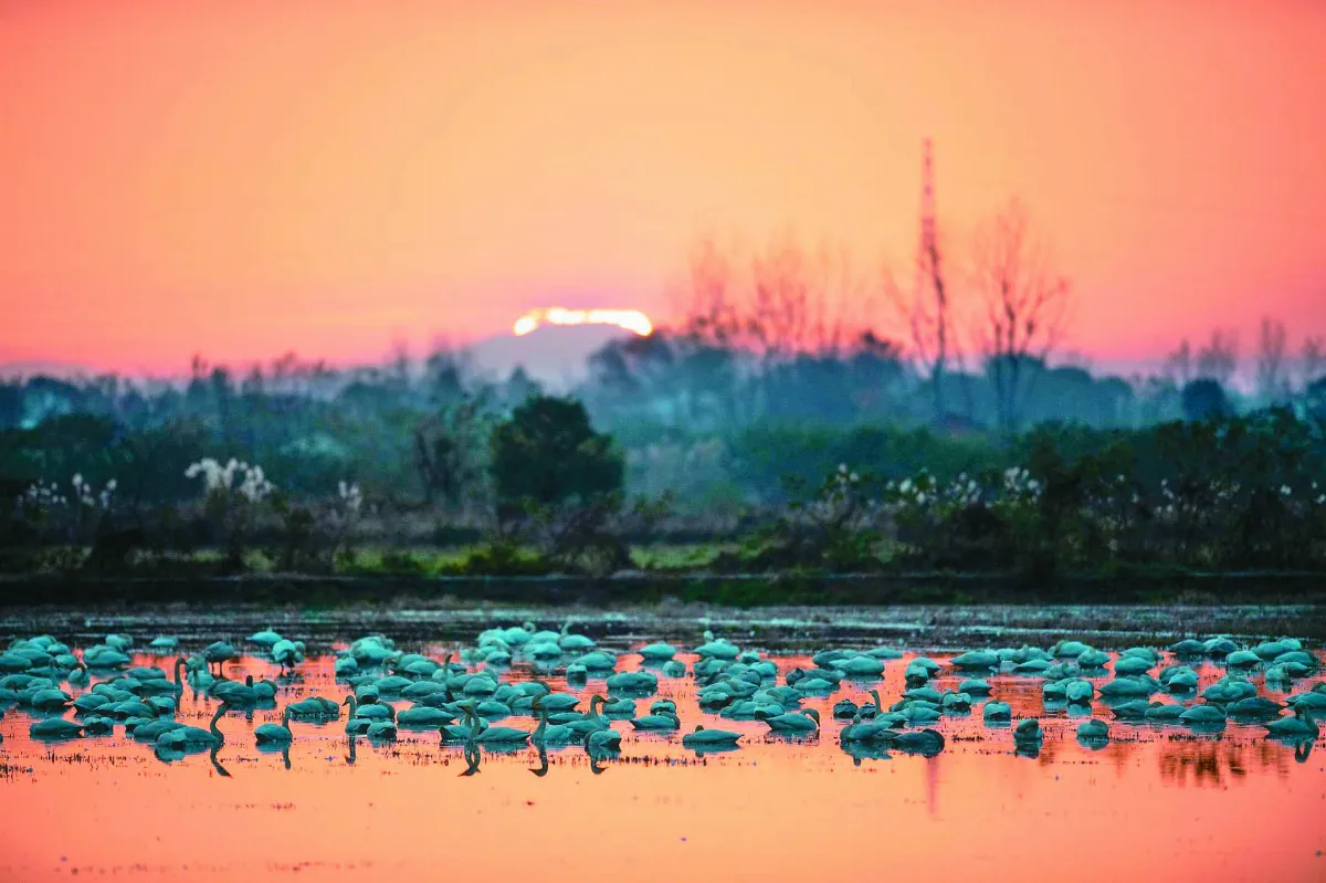 洞庭「天鵝舞」