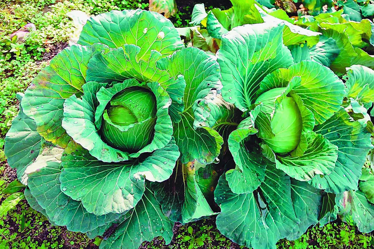 高麗菜超種紫爆 11月達786萬株