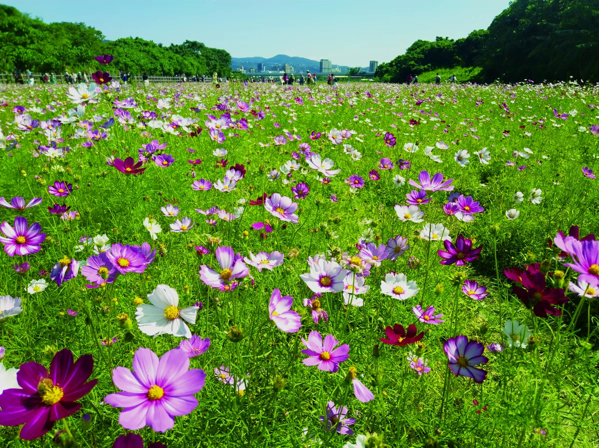 印象旅人 徜徉關渡祕境花海
