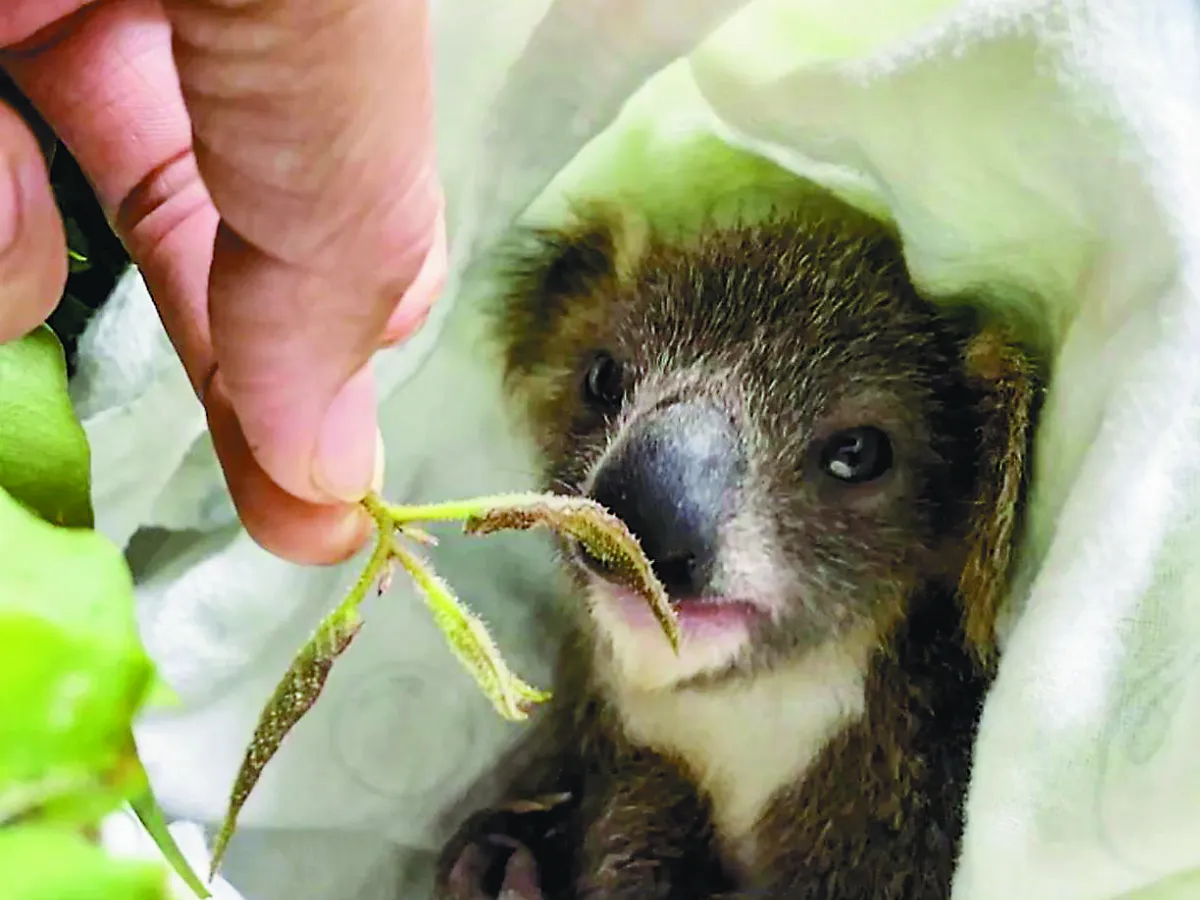 201天沒了媽  無尾熊寶寶  動物園人工哺育