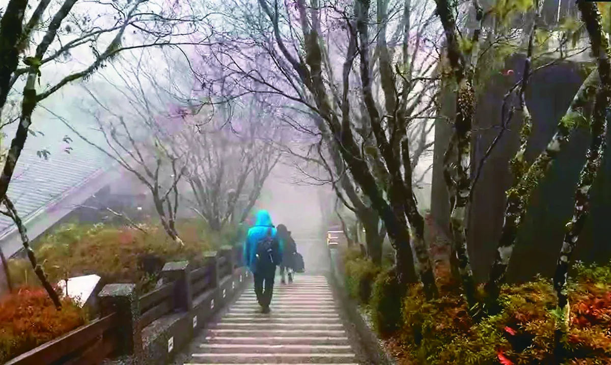 入冬首降 0℃  太平山霧茫茫