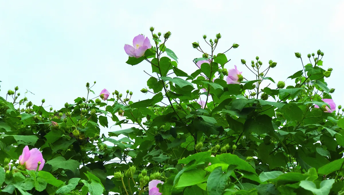 車馬不喧 秋末木芙蓉