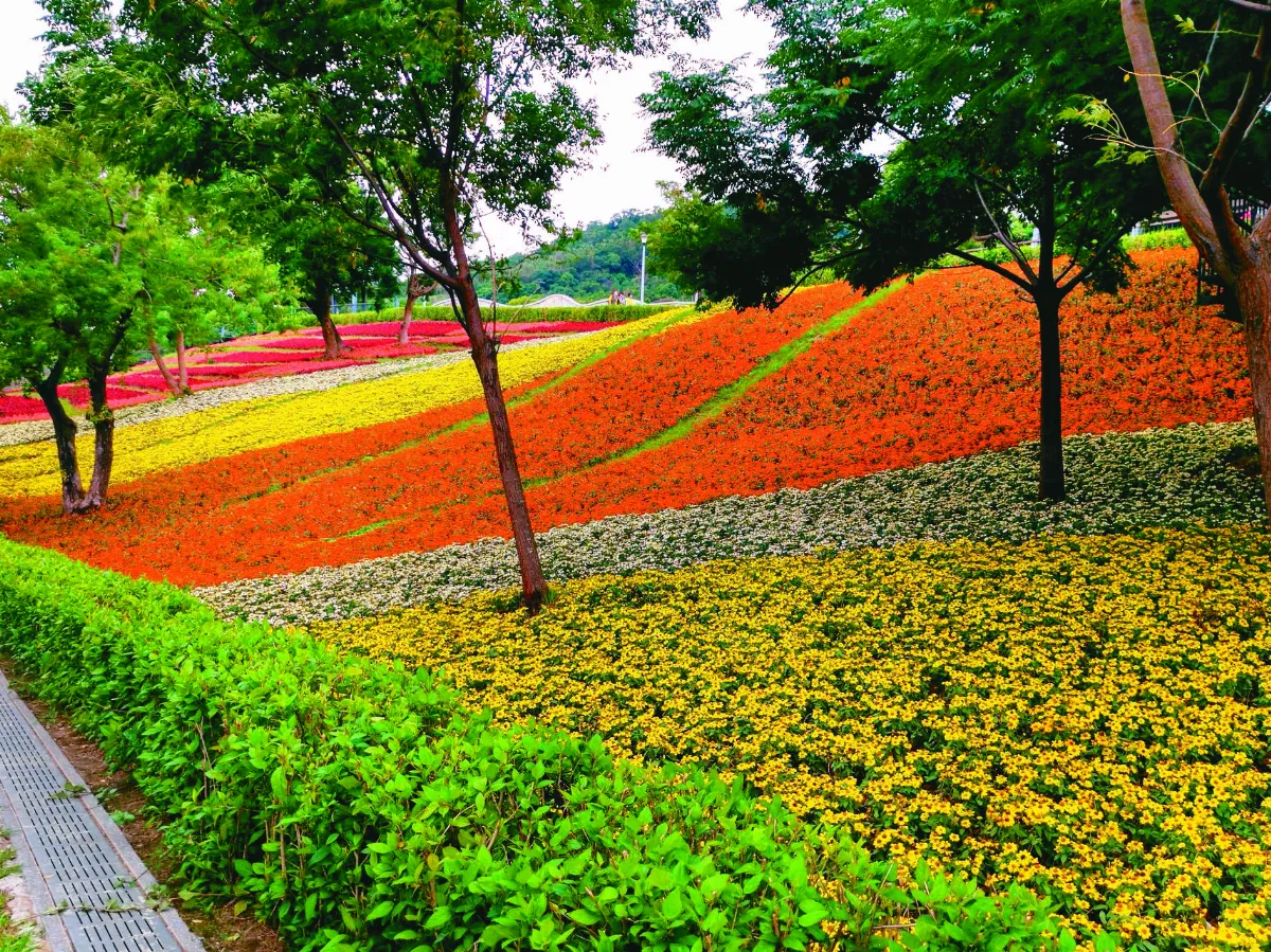 印象旅人 北投看花海