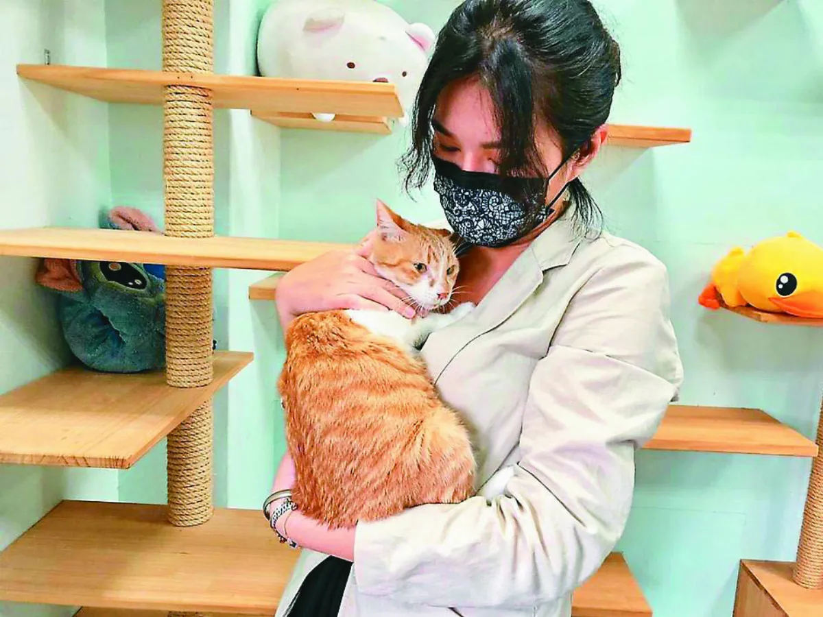 百歲集集車站 貓站長上任