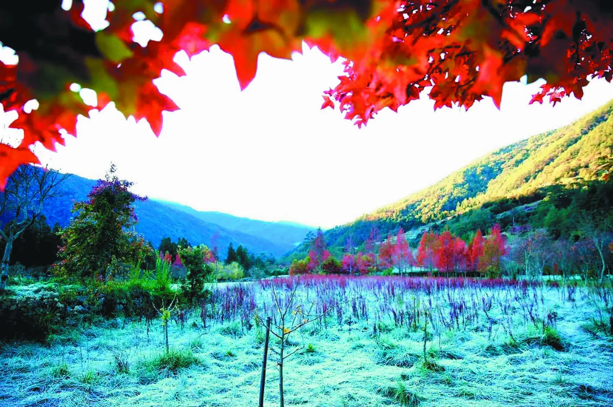 -2℃ 武陵農場披白霜