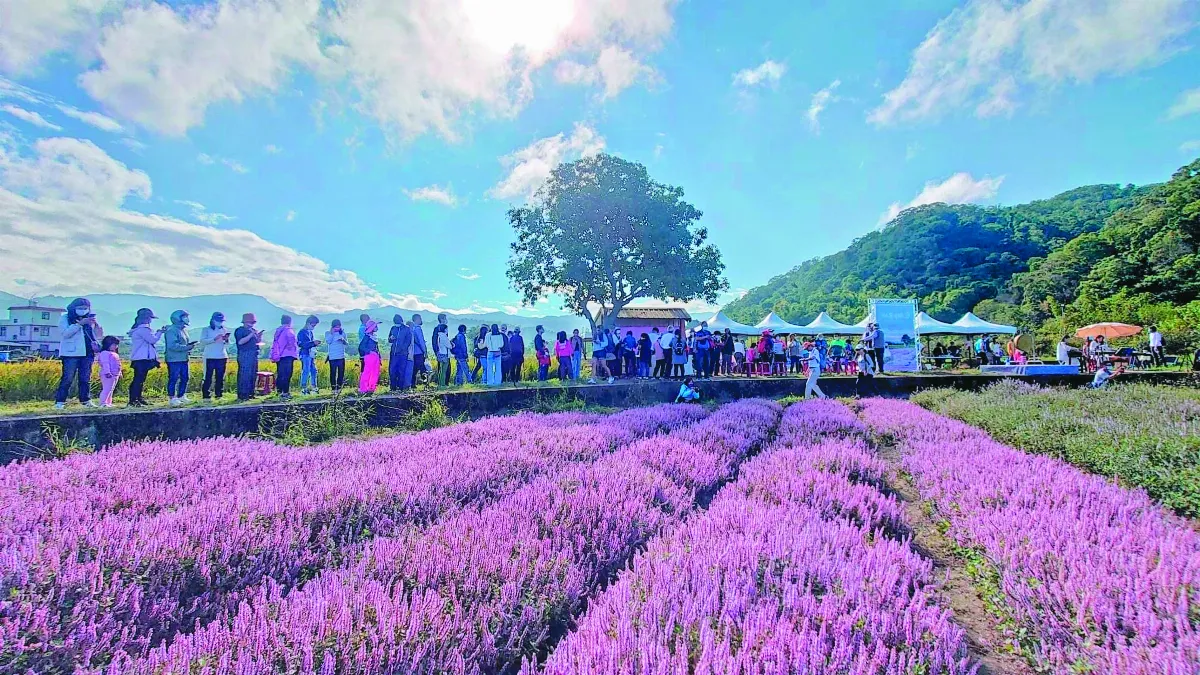 紫色花海  關西仙草節 周末登場