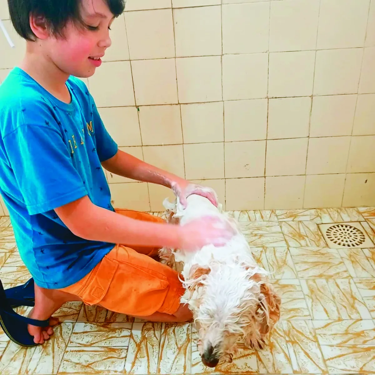 助浪浪找家 11歲童幫洗澡