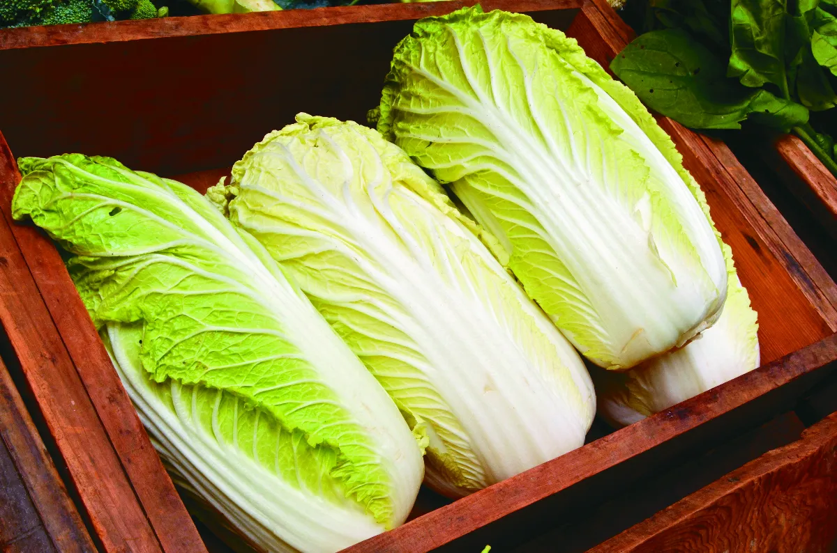 大白菜抗癌  美國醫學會推廣