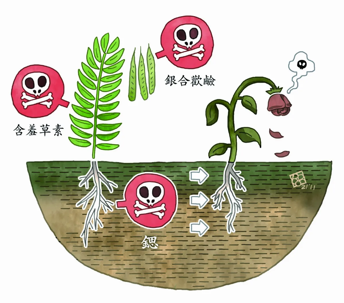 銀合歡 強勢外來種 唯我獨尊