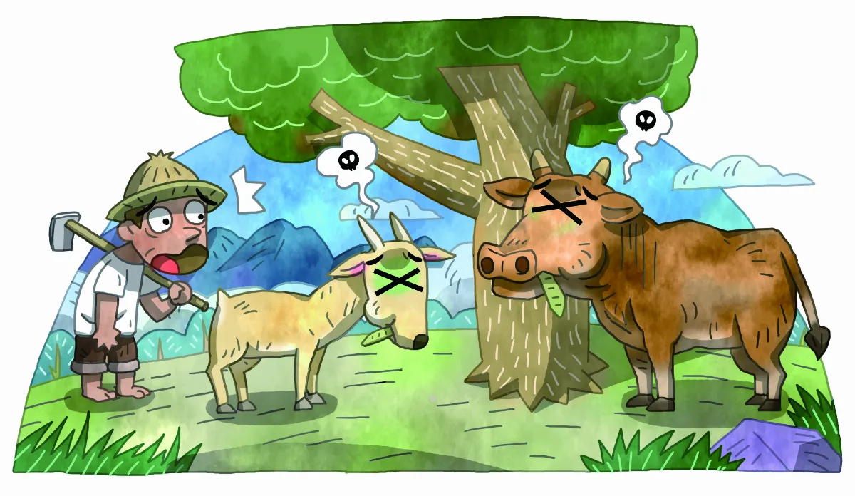 銀合歡 強勢外來種 唯我獨尊