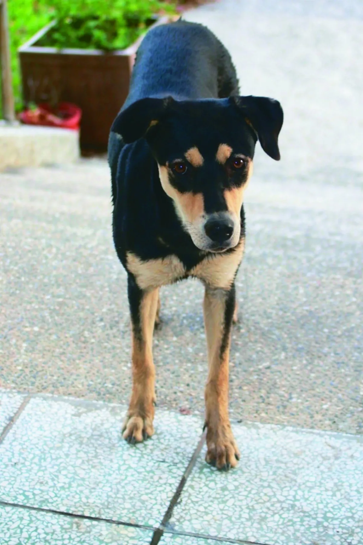 翻肚療癒學生 巧克力奪人氣王