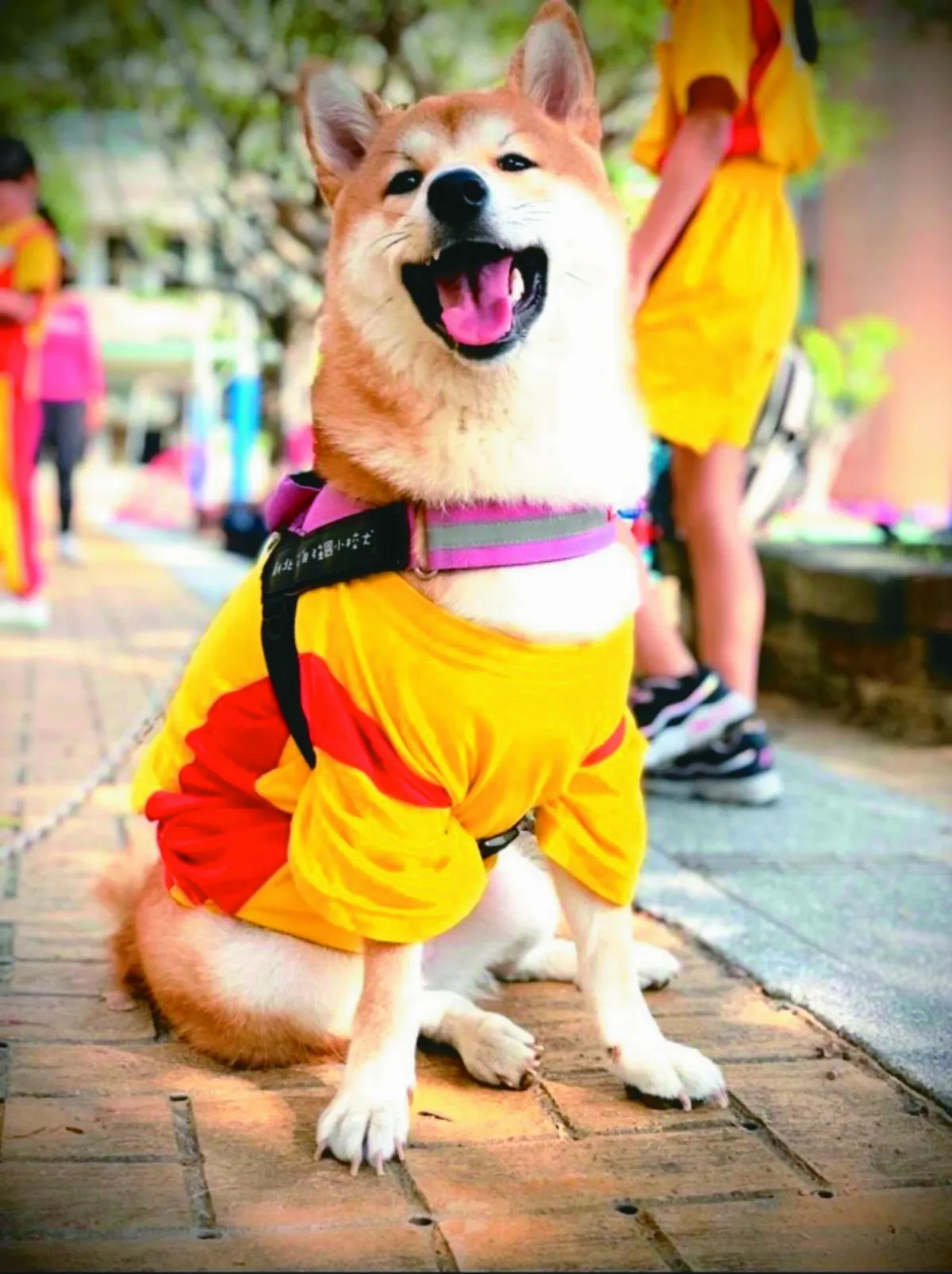 翻肚療癒學生 巧克力奪人氣王