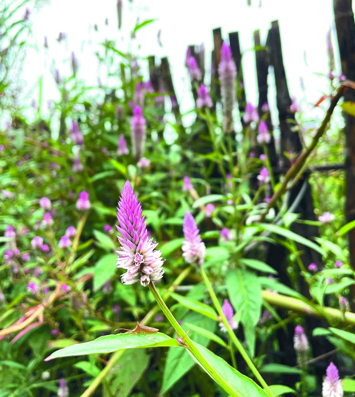 王文靜看世界 植物的馴化旅程──野地上的雞冠花與馬鈴薯