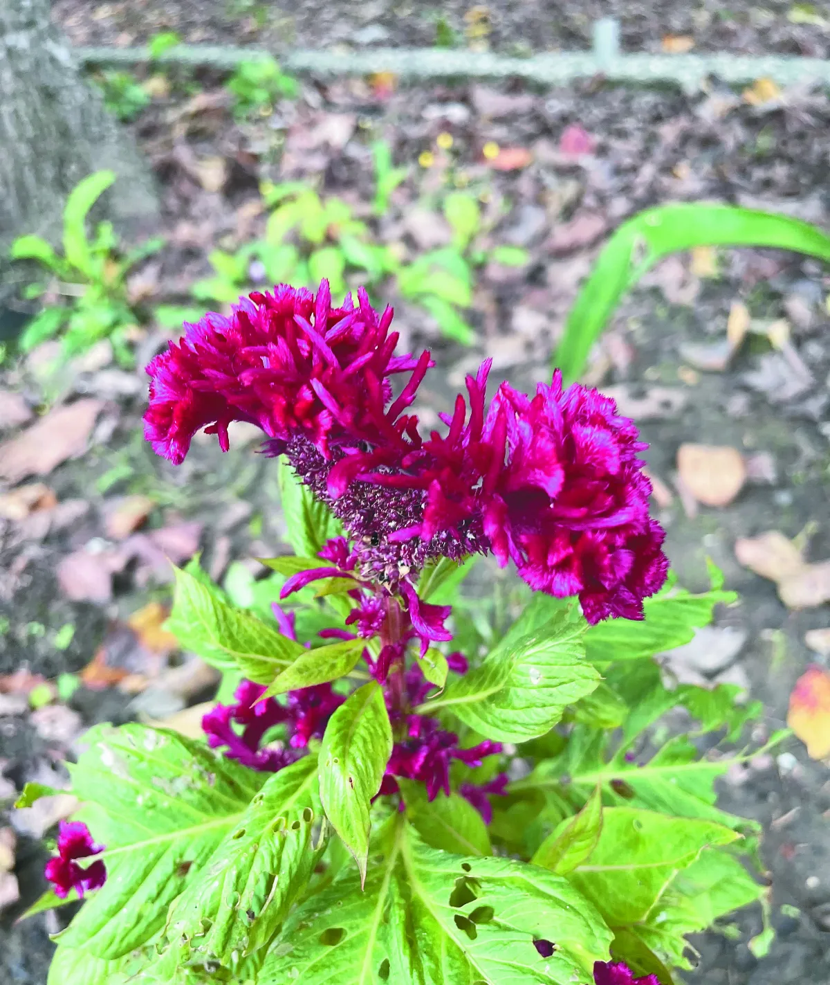 王文靜看世界 植物的馴化旅程──野地上的雞冠花與馬鈴薯