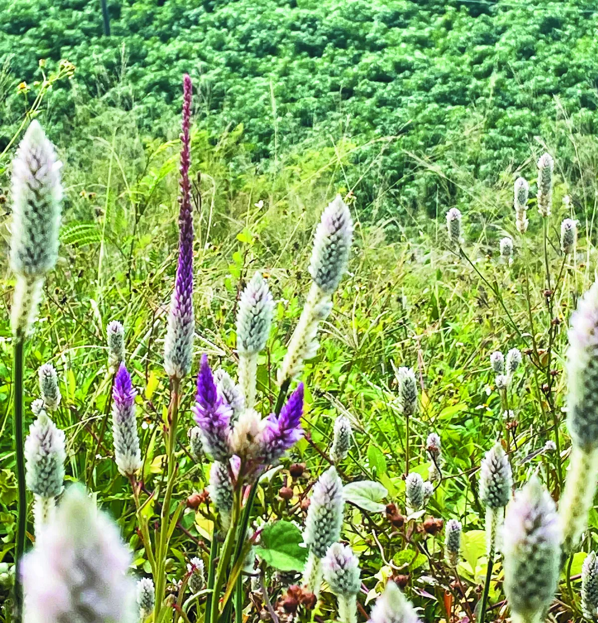 王文靜看世界 植物的馴化旅程──野地上的雞冠花與馬鈴薯