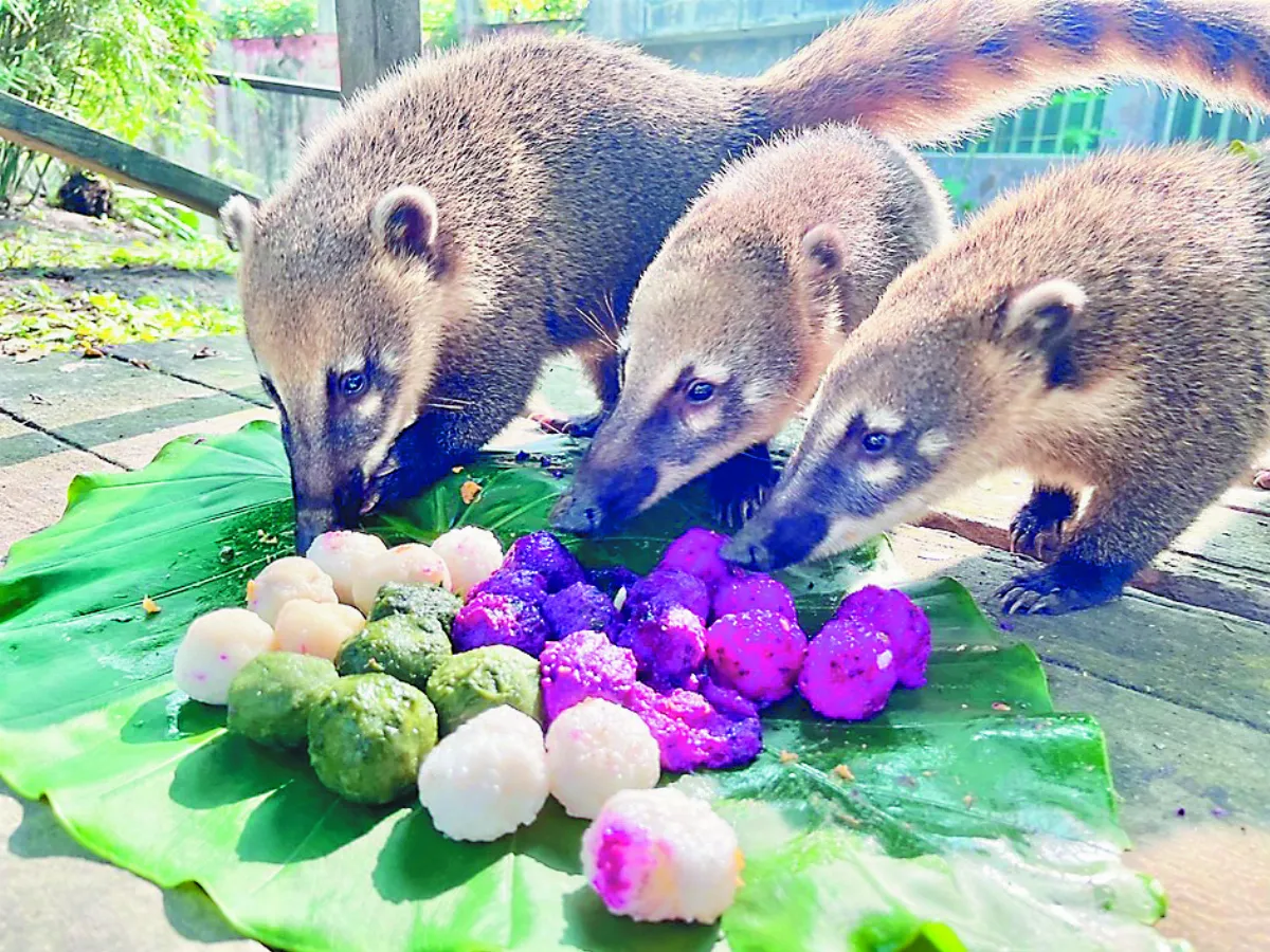 長鼻浣熊 嘗鮮吃湯圓