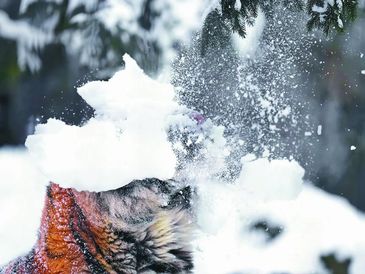 老虎仰頭賞雪 下秒砸臉好糗