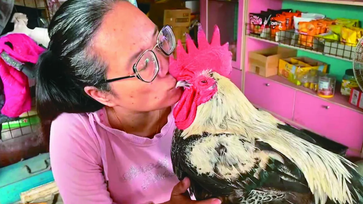 在愛中長出雞冠 寵物雞穿毛衣