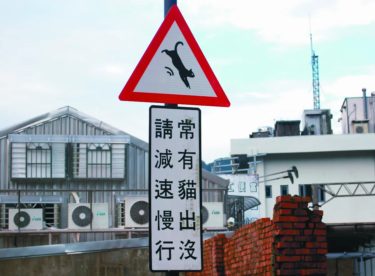 【寰宇采風】 貓出沒