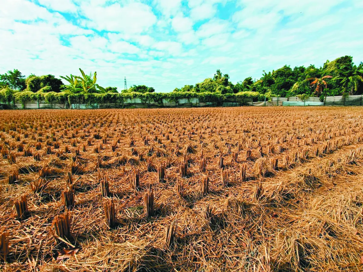 視覺DJ  農家風情畫 秋收稻草香