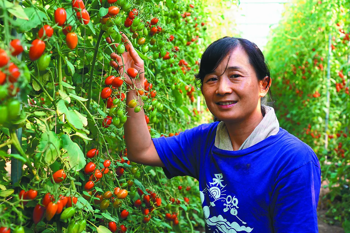 嘗試多種作物後  小番茄種出一片天
