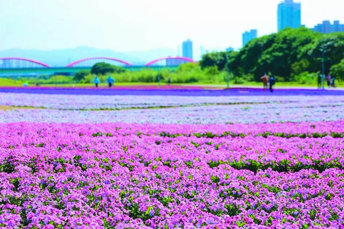接力飄香 2022台北花季 從年初一看到夏天