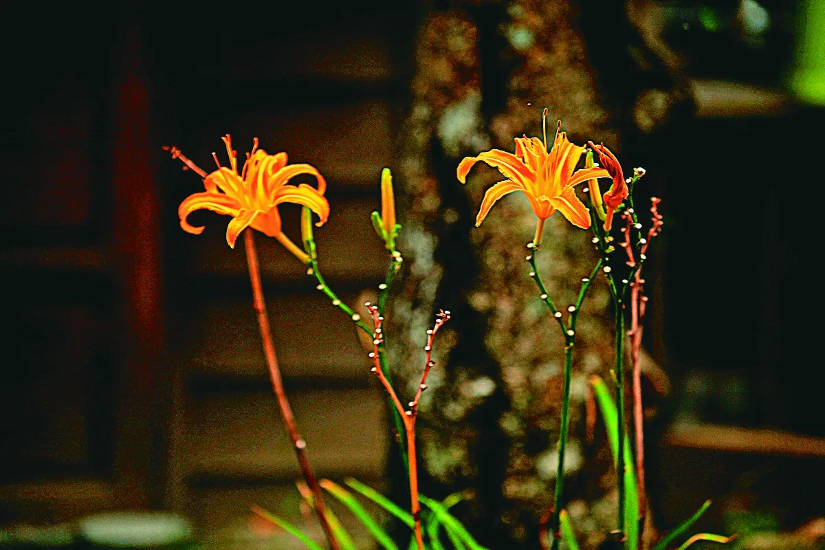 【文化印象】 植萱懷母恩