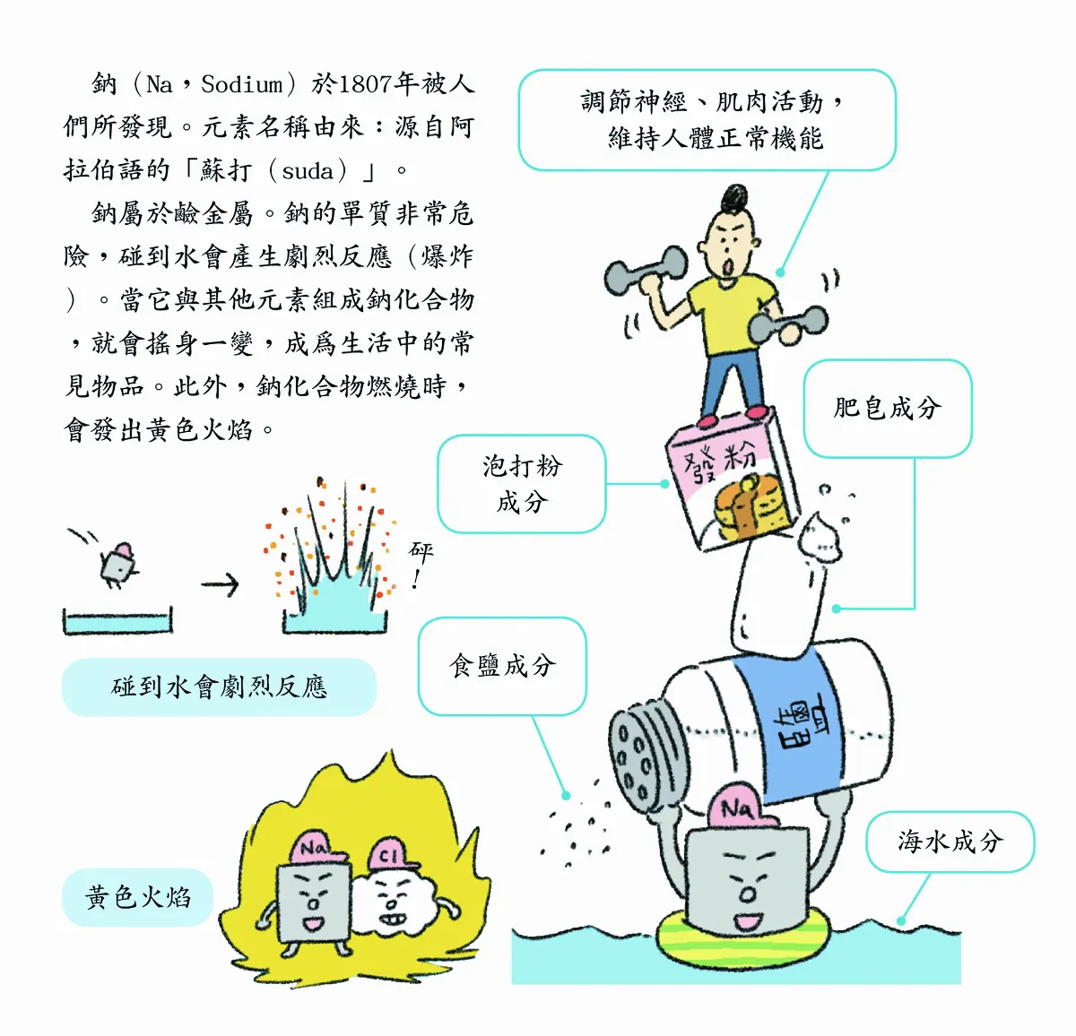 鈉生活隨處可見 鎂光合作用少不了