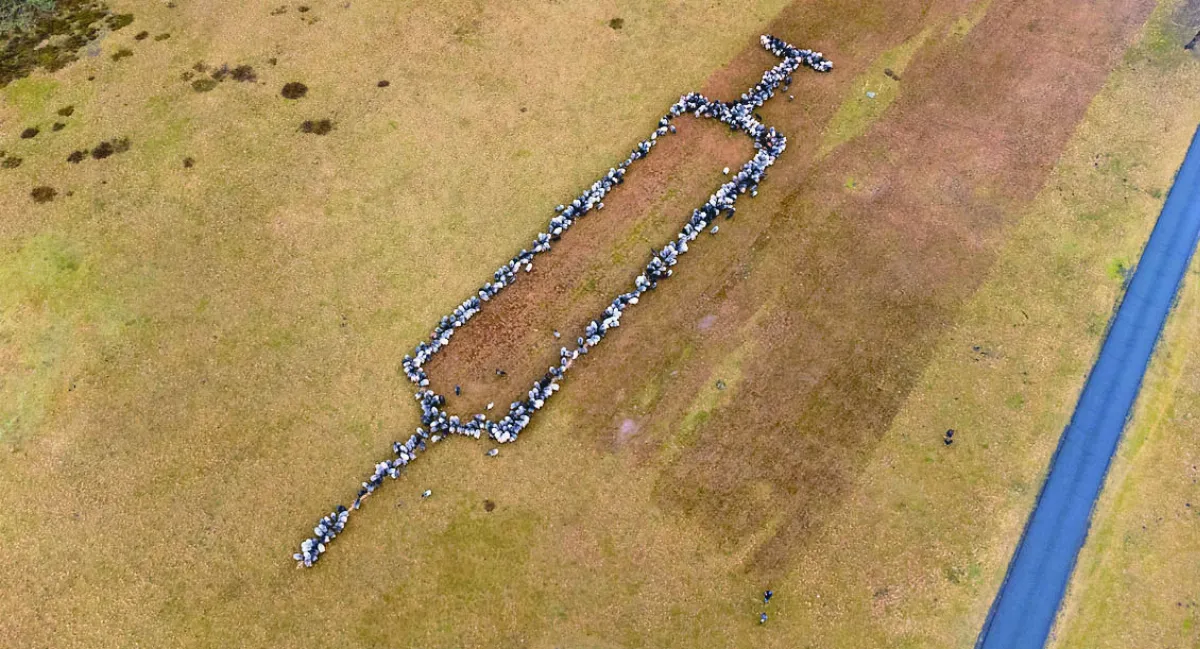 鼓勵打疫苗  700羊咩咩排針筒圖